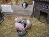 Filename=IMG_1693.jpg
Filesize=63KB
Dimensions=320x240
Date added=Jul 03, 2007 IMG_1693.jpg